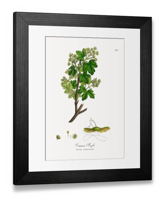 Framed Print : Common Maple, Acer campestre, Victorian Botanical Illustration, 1863 Framed Print : Common Maple, Acer campestre, Victorian Botanical Illustration, 1863