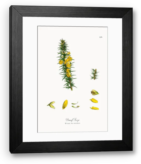 Framed Print : Dwarf Furze, Ulex eu-nanus, Victorian Botanical Illustration, 1863 Framed Print : Dwarf Furze, Ulex eu-nanus, Victorian Botanical Illustration, 1863
