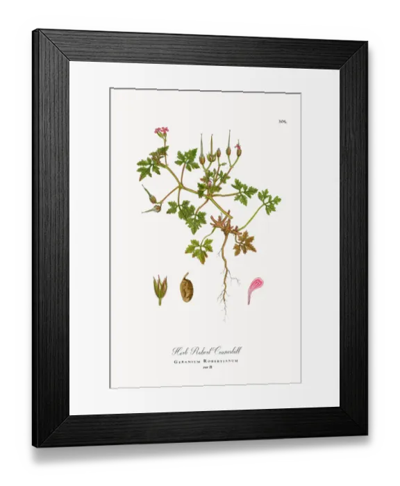 Framed Print : Herb Robert Cranesbill, Geranium Robertianum, Victorian Botanical Illustration, 1863 Framed Print : Herb Robert Cranesbill, Geranium Robertianum, Victorian Botanical Illustration, 1863