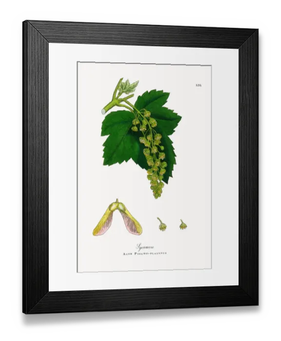 Framed Print : Sycamore, Acer Pseudo-platanus, Victorian Botanical Illustration, 1863 Framed Print : Sycamore, Acer Pseudo-platanus, Victorian Botanical Illustration, 1863
