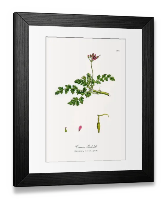 Framed Print : Common Storksbill, Erodium cicutarium, Victorian Botanical Illustration, 1863 Framed Print : Common Storksbill, Erodium cicutarium, Victorian Botanical Illustration, 1863