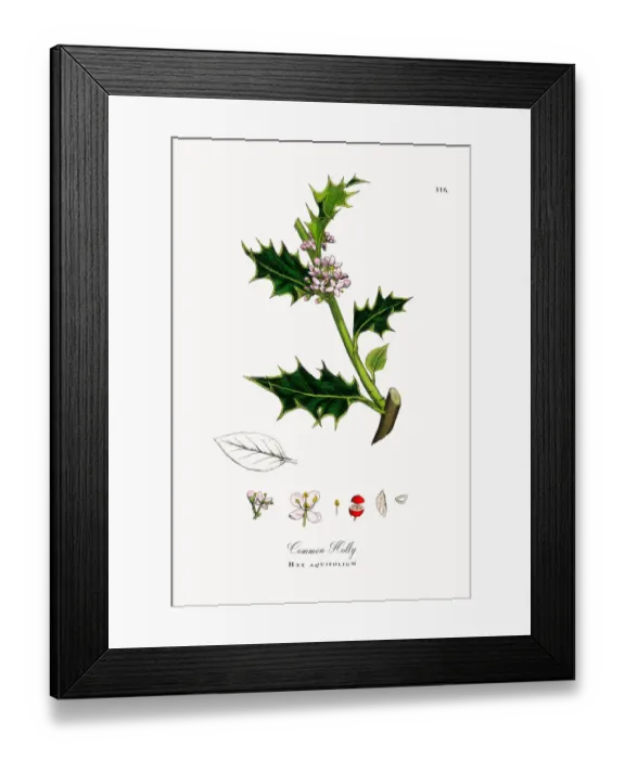 Framed Print : Common Holly, Hex aquifolium, Victorian Botanical Illustration, 1863 Framed Print : Common Holly, Hex aquifolium, Victorian Botanical Illustration, 1863
