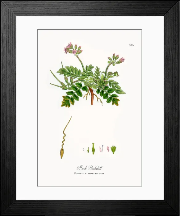 Framed Print : Musk Storksbill, Erodium moschatum, Victorian Botanical Illustration, 1863 Framed Print : Musk Storksbill, Erodium moschatum, Victorian Botanical Illustration, 1863
