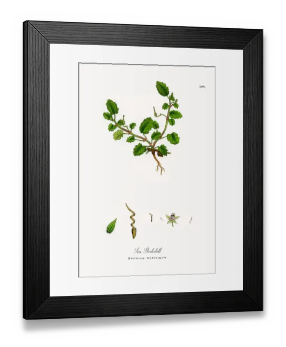 Framed Print : Sea Storksbill, Erodium maritimum, Victorian Botanical Illustration, 1863 Framed Print : Sea Storksbill, Erodium maritimum, Victorian Botanical Illustration, 1863