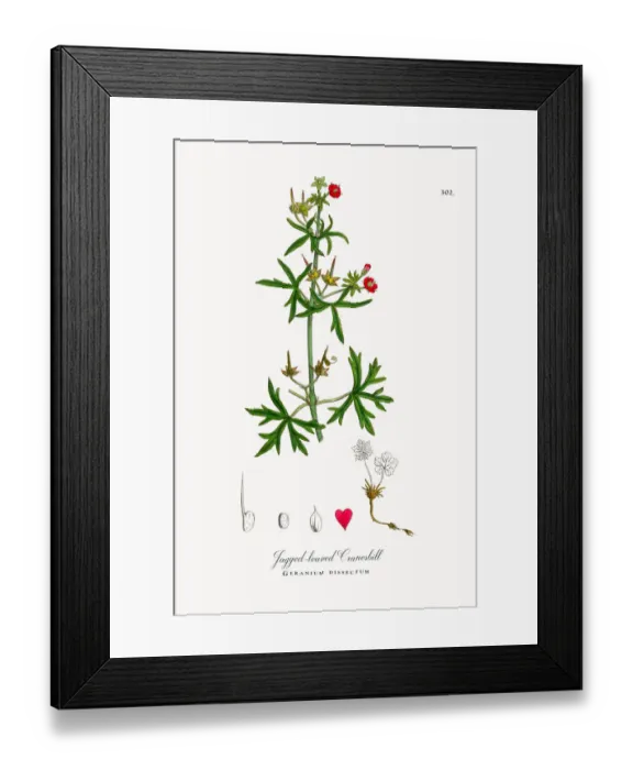 Framed Print : Jagged-leaved Cranesbill, Geranium dissectum, Victorian Botanical Illustration, 1863 Framed Print : Jagged-leaved Cranesbill, Geranium dissectum, Victorian Botanical Illustration, 1863