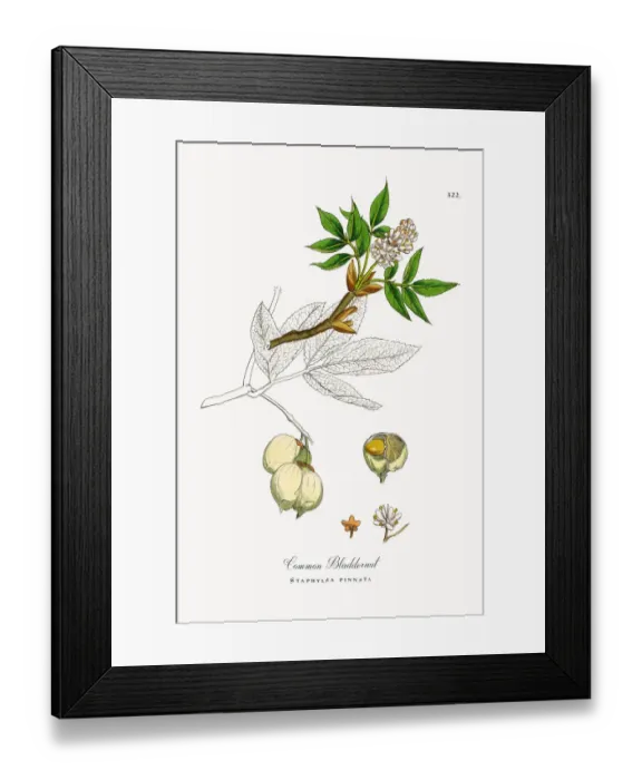 Framed Print : Common Bladdernut, Staphylea pinnata, Victorian Botanical Illustration, 1863 Framed Print : Common Bladdernut, Staphylea pinnata, Victorian Botanical Illustration, 1863