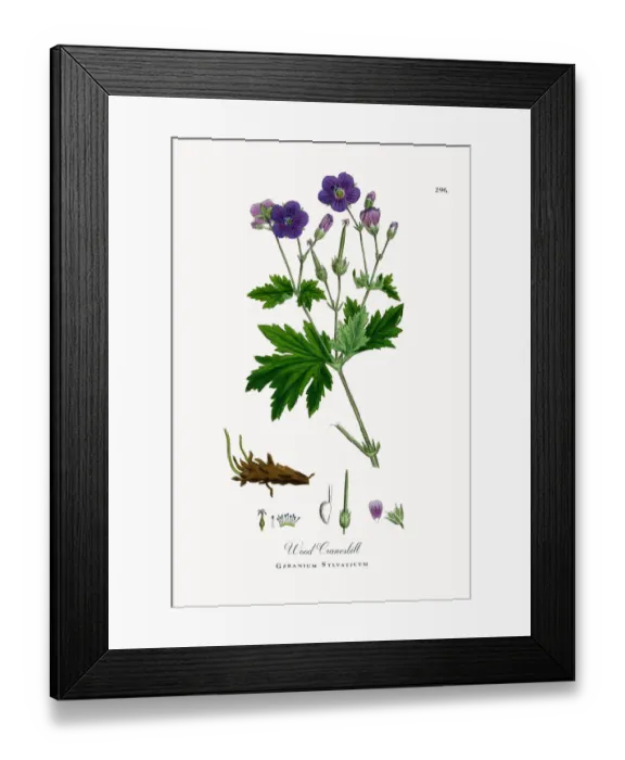 Framed Print : Wood Cranesbill, Geranium Sylvaticum, Victorian Botanical Illustration, 1863 Framed Print : Wood Cranesbill, Geranium Sylvaticum, Victorian Botanical Illustration, 1863