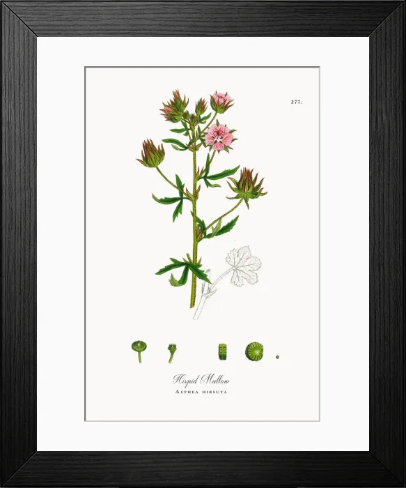 Framed Print : Hispid Mallow, Althea hirsuta, Victorian Botanical Illustration, 1863 Framed Print : Hispid Mallow, Althea hirsuta, Victorian Botanical Illustration, 1863