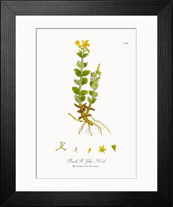 Framed Print : Marsh St. Johnas Wort, Hypericum Elodes, Victorian Botanical Illustration, 1863