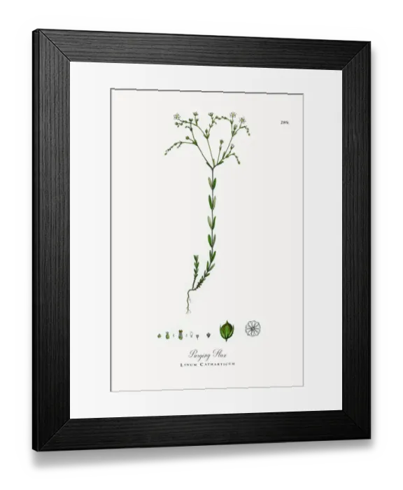 Framed Print : Purging Flax, Linum Catharticum, Victorian Botanical Illustration, 1863 Framed Print : Purging Flax, Linum Catharticum, Victorian Botanical Illustration, 1863