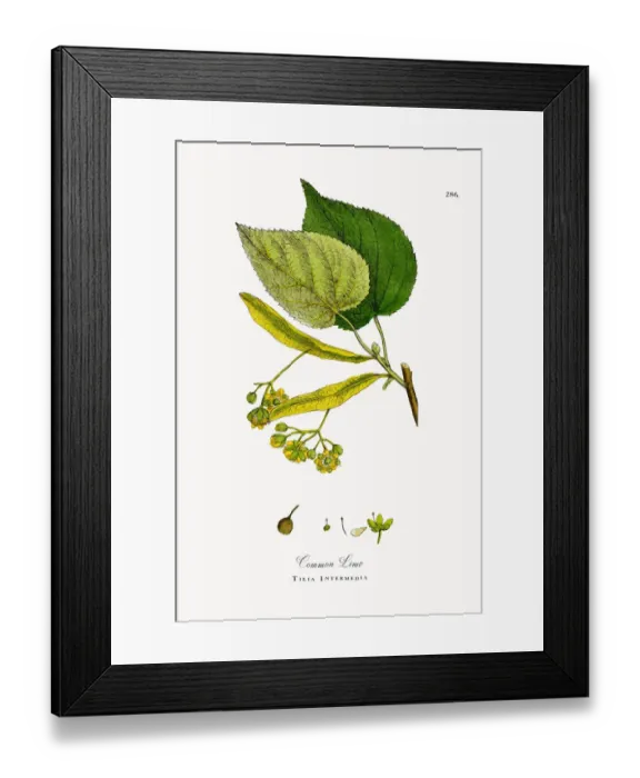 Framed Print : Common Lime, Tilia Intermedia, Victorian Botanical Illustration, 1863 Framed Print : Common Lime, Tilia Intermedia, Victorian Botanical Illustration, 1863