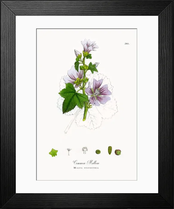 Framed Print : Common Mallow, Malva sylvestria, Victorian Botanical Illustration, 1863 Framed Print : Common Mallow, Malva sylvestria, Victorian Botanical Illustration, 1863