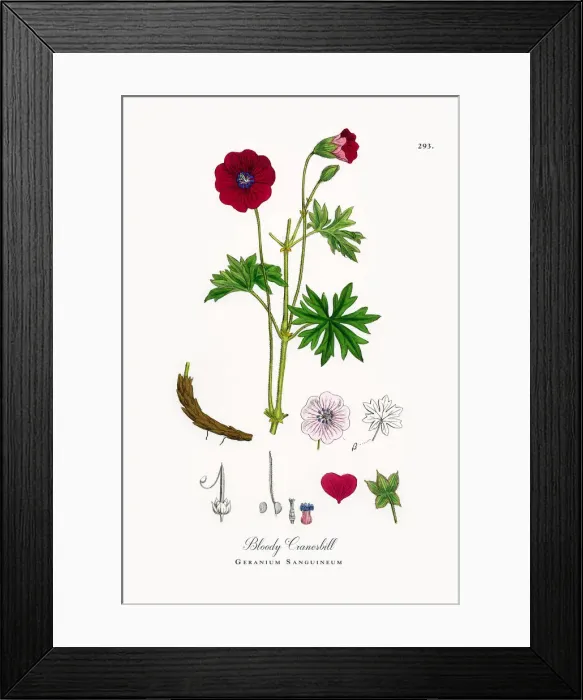 Framed Print : Bloody Cranesbill, Geranium Sanguineum, Victorian Botanical Illustration, 1863 Framed Print : Bloody Cranesbill, Geranium Sanguineum, Victorian Botanical Illustration, 1863