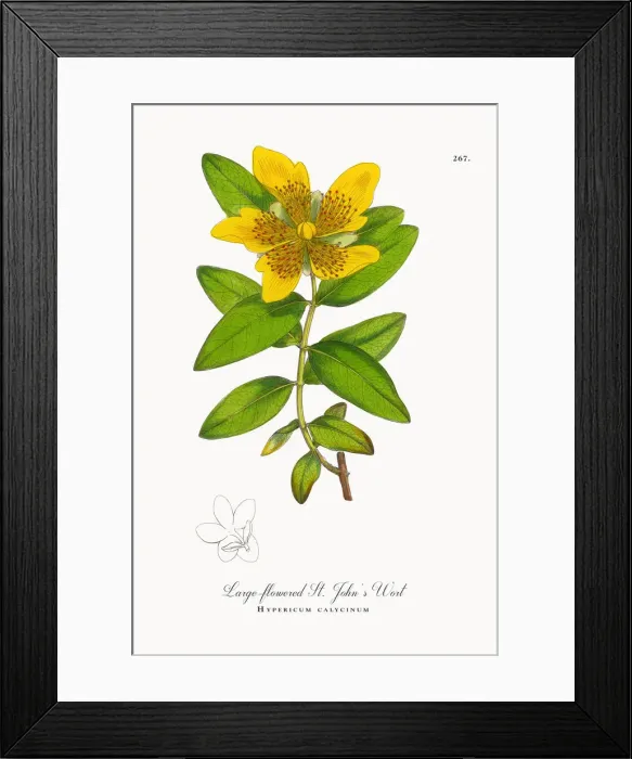 Framed Print : Large-flowered St. Johnas Wort, Hypericum calycinum, Victorian Botanical Illustration, 1863 Framed Print : Large-flowered St. Johnas Wort, Hypericum calycinum, Victorian Botanical Illustration, 1863