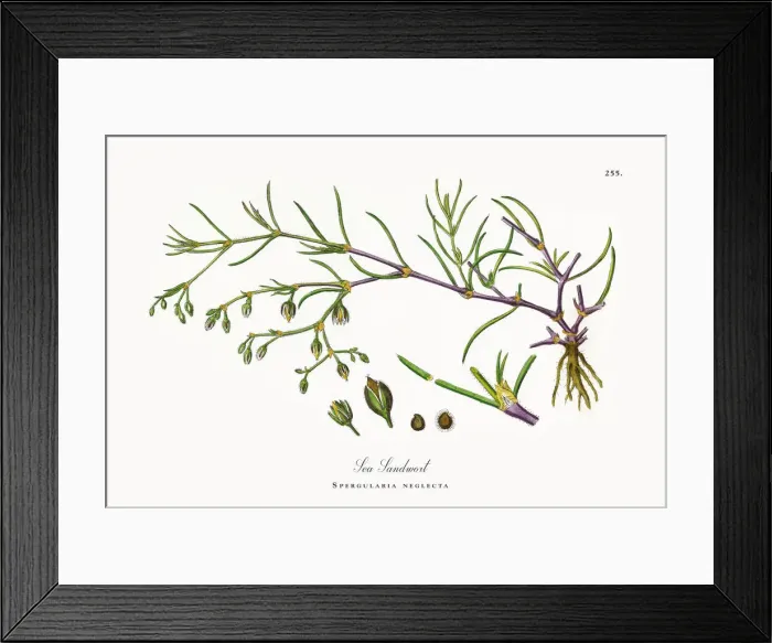 Framed Print : Sea Sandwort, Spergularia neglecta, Victorian Botanical Illustration, 1863 Framed Print : Sea Sandwort, Spergularia neglecta, Victorian Botanical Illustration, 1863