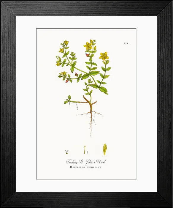 Framed Print : Trailing St. Johnas Wort, Hypericum humifusum, Victorian Botanical Illustration, 1863 Framed Print : Trailing St. Johnas Wort, Hypericum humifusum, Victorian Botanical Illustration, 1863