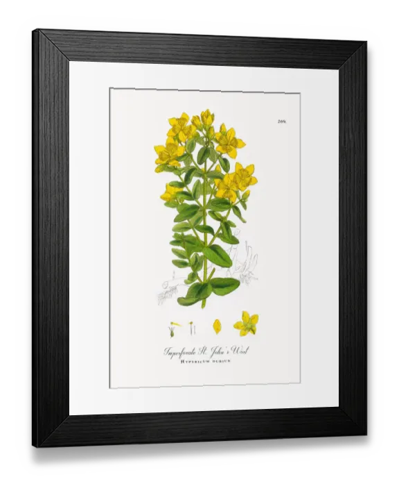 Framed Print : Imperforate St. Johnas Wort, Hypericum dubium, Victorian Botanical Illustration, 1863 Framed Print : Imperforate St. Johnas Wort, Hypericum dubium, Victorian Botanical Illustration, 1863