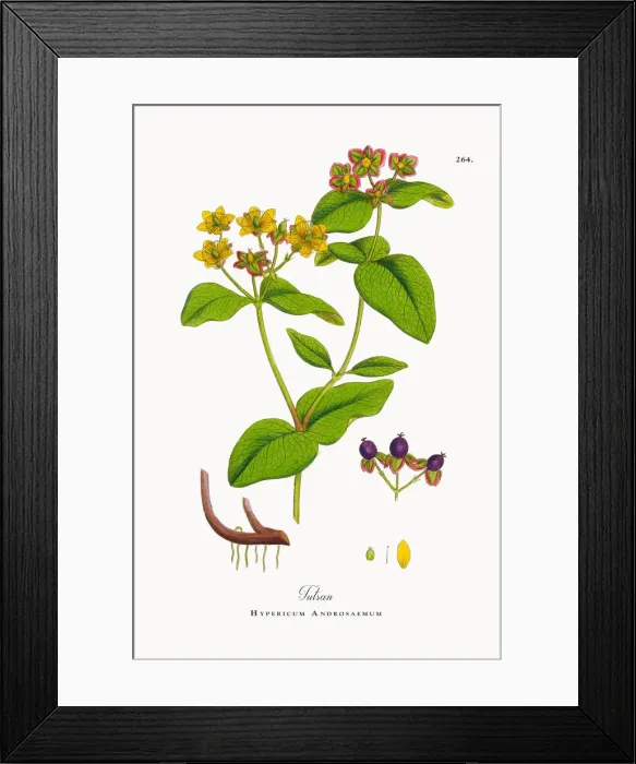 Framed Print : Tutsan, Hypericum Androsaemum, Victorian Botanical Illustration, 1863 Framed Print : Tutsan, Hypericum Androsaemum, Victorian Botanical Illustration, 1863