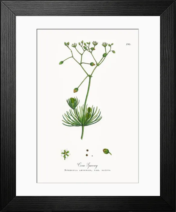Framed Print : Corn Spurrey, Spergula arvensis, Victorian Botanical Illustration, 1863 Framed Print : Corn Spurrey, Spergula arvensis, Victorian Botanical Illustration, 1863
