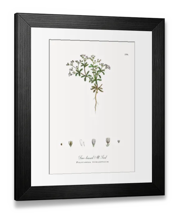 Framed Print : Four-leaved All-Seed, Polycarpon tetraphyllum, Victorian Botanical Illustration, 1863 Framed Print : Four-leaved All-Seed, Polycarpon tetraphyllum, Victorian Botanical Illustration, 1863