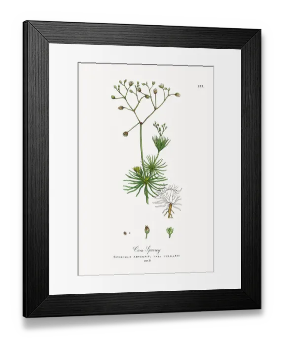 Framed Print : Corn Spurrey, Spergula arvensis, Victorian Botanical Illustration, 1863 Framed Print : Corn Spurrey, Spergula arvensis, Victorian Botanical Illustration, 1863
