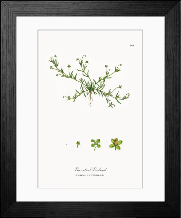 Framed Print : Procumbent Pearlwort, Sagina procumbens, Victorian Botanical Illustration, 1863 Framed Print : Procumbent Pearlwort, Sagina procumbens, Victorian Botanical Illustration, 1863