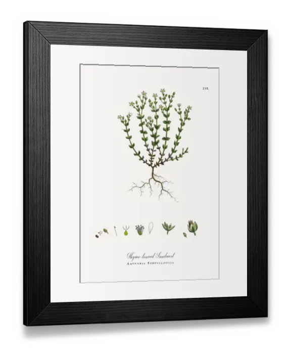 Framed Print : Thyme-leaved Sandwort, Arenaria Serpyllifolia, Victorian Botanical Illustration, 1863 Framed Print : Thyme-leaved Sandwort, Arenaria Serpyllifolia, Victorian Botanical Illustration, 1863