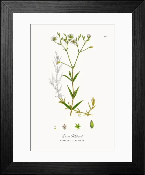 Framed Print : Lesser Stitchwort, Stellaria Graminea, Victorian Botanical Illustration, 1863 Framed Print : Lesser Stitchwort, Stellaria Graminea, Victorian Botanical Illustration, 1863
