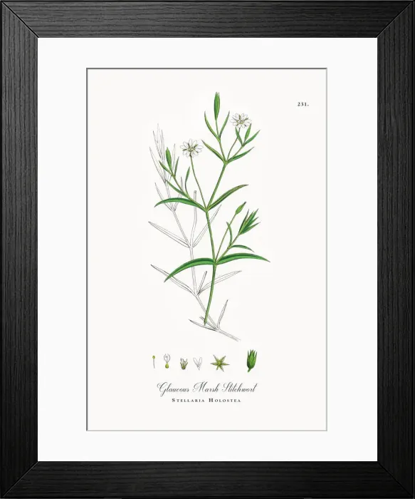 Framed Print : Glaucous Marsh Stitchwort, Stellaria Holostea, Victorian Botanical Illustration, 1863 Framed Print : Glaucous Marsh Stitchwort, Stellaria Holostea, Victorian Botanical Illustration, 1863