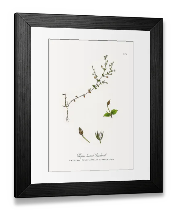 Framed Print : Thyme-leaved Sandwort, Arenaria Serpyllifolia, Victorian Botanical Illustration, 1863 Framed Print : Thyme-leaved Sandwort, Arenaria Serpyllifolia, Victorian Botanical Illustration, 1863