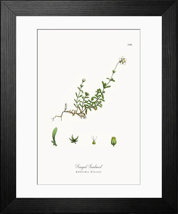 Framed Print : Fringed Sandwort, Arenaria Ciliata, Victorian Botanical Illustration, 1863 Framed Print : Fringed Sandwort, Arenaria Ciliata, Victorian Botanical Illustration, 1863