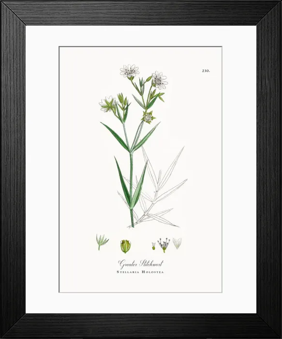 Framed Print : Greater Stitchwort, Stellaria Holostea, Victorian Botanical Illustration, 1863 Framed Print : Greater Stitchwort, Stellaria Holostea, Victorian Botanical Illustration, 1863