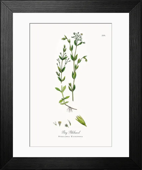 Framed Print : Bog Stitchwort, Stellaria Uliginosa, Victorian Botanical Illustration, 1863 Framed Print : Bog Stitchwort, Stellaria Uliginosa, Victorian Botanical Illustration, 1863