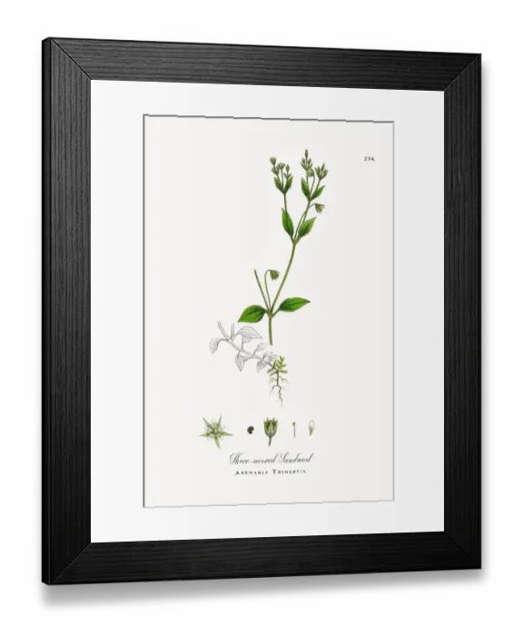 Framed Print : Three-nerved Sandwort, Arenaria Trinervis, Victorian Botanical Illustration, 1863 Framed Print : Three-nerved Sandwort, Arenaria Trinervis, Victorian Botanical Illustration, 1863