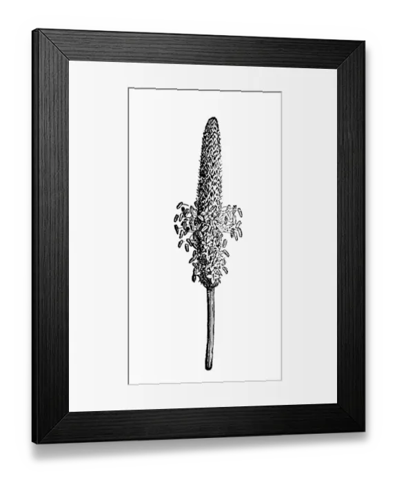 Framed Print : Plantago. Illustration of a Plantago