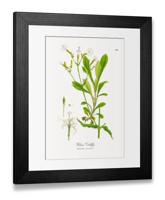 Framed Print : Italian Catchfly, Silene italica, Victorian Botanical Illustration, 1863 Framed Print : Italian Catchfly, Silene italica, Victorian Botanical Illustration, 1863