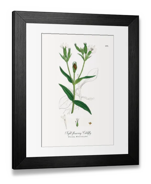 Framed Print : Night-flowering Catchfly, Silene Noctiflora, Victorian Botanical Illustration, 1863