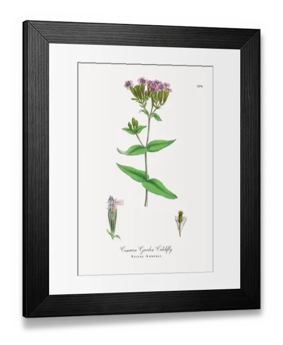 Framed Print : Common Garden Catchfly, Silene Armeria, Victorian Botanical Illustration, 1863 Framed Print : Common Garden Catchfly, Silene Armeria, Victorian Botanical Illustration, 1863