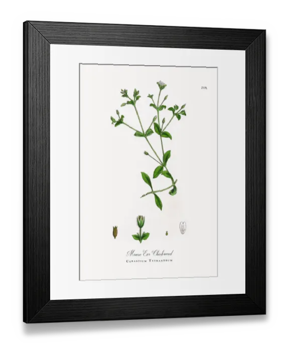 Framed Print : Mouse Ear Chickweed, Cerastium Tetrandrum, Victorian Botanical Illustration, 1863 Framed Print : Mouse Ear Chickweed, Cerastium Tetrandrum, Victorian Botanical Illustration, 1863