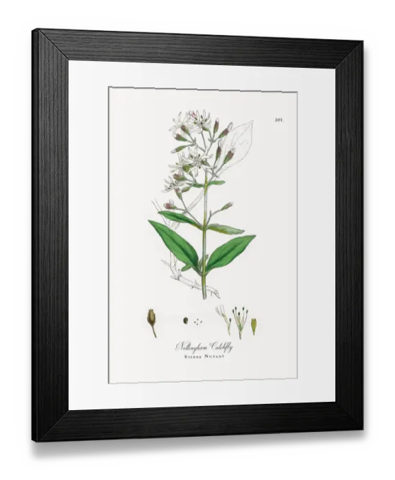 Framed Print : Nottingham Catchfly, Silene Nutans, Victorian Botanical Illustration, 1863 Framed Print : Nottingham Catchfly, Silene Nutans, Victorian Botanical Illustration, 1863