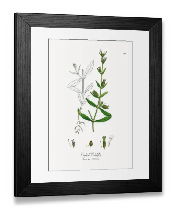 Framed Print : English Catchfly, Silene conica, Victorian Botanical Illustration, 1863 Framed Print : English Catchfly, Silene conica, Victorian Botanical Illustration, 1863