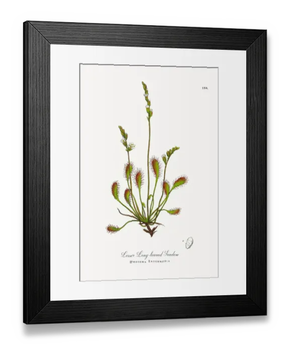 Framed Print : Lesser Long-leaved Sundew, Drosera Intermedia, Victorian Botanical Illustration, 1863