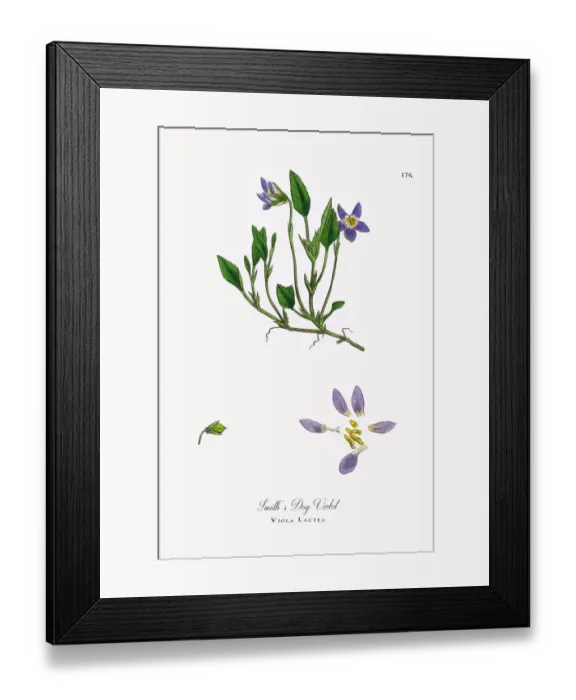 Framed Print : Smithas Dog Violet, Viola Lactea, Victorian Botanical Illustration, 1863