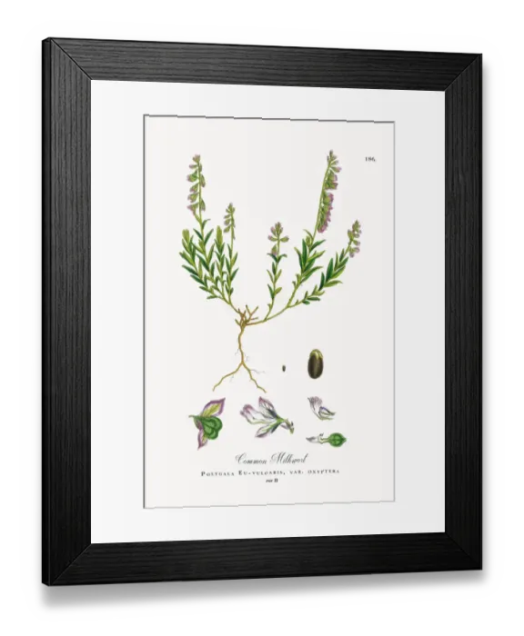 Framed Print : Common Milkwort, Polygala Eu-vulgaris, Victorian Botanical Illustration, 1863 Framed Print : Common Milkwort, Polygala Eu-vulgaris, Victorian Botanical Illustration, 1863
