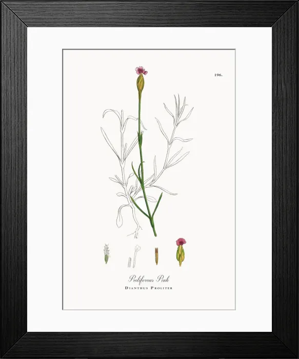 Framed Print : Proliferous Pink, Dianthus Proliter, Victorian Botanical Illustration, 1863 Framed Print : Proliferous Pink, Dianthus Proliter, Victorian Botanical Illustration, 1863