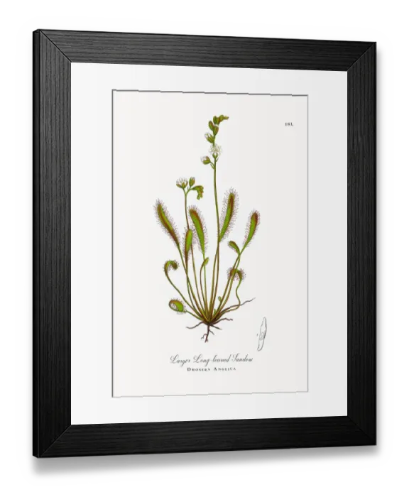 Framed Print : Larger Long-leaved Sundew, Drosera Anglica, Victorian Botanical Illustration, 1863 Framed Print : Larger Long-leaved Sundew, Drosera Anglica, Victorian Botanical Illustration, 1863