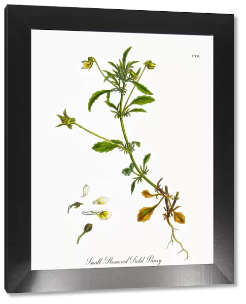 Small-Flowered Field Pansy, Viola Arvensis, Victorian Botanical Illustration, 1863