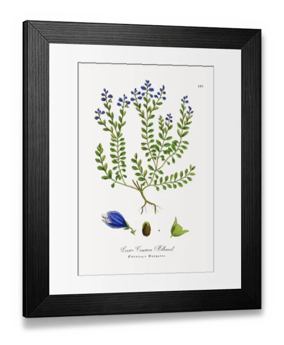 Framed Print : Lesser Common Milkwort, Polygala Depressa, Victorian Botanical Illustration, 1863