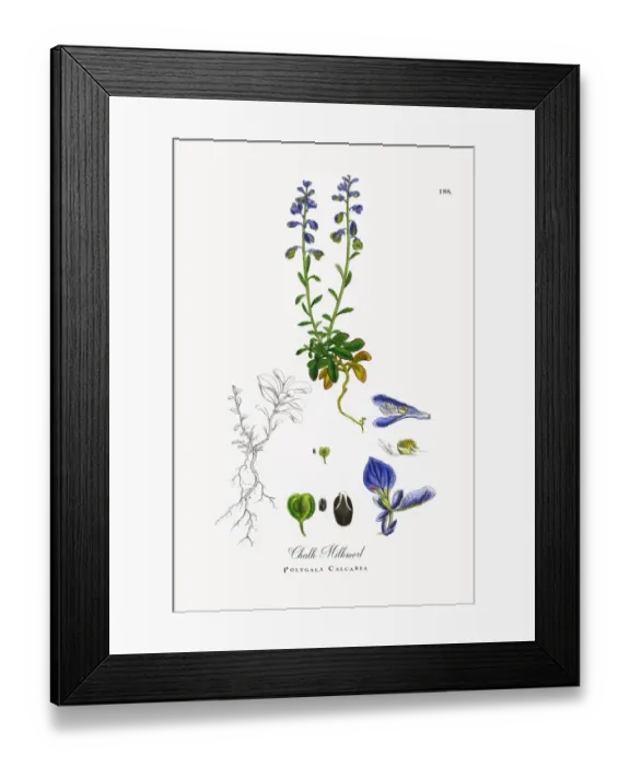 Framed Print : Chalk Milkwort, Polygala Calcarea, Victorian Botanical Illustration, 1863 Framed Print : Chalk Milkwort, Polygala Calcarea, Victorian Botanical Illustration, 1863
