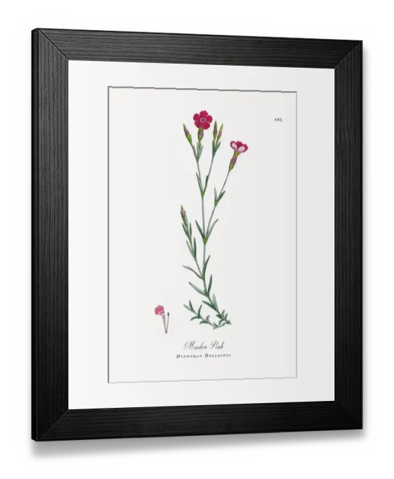 Framed Print : Maiden Pink, Dianthus Deltoides, Victorian Botanical Illustration, 1863 Framed Print : Maiden Pink, Dianthus Deltoides, Victorian Botanical Illustration, 1863